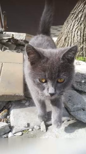 Предложение: найден котенок в Махачкале