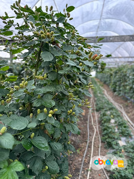 Тепличный комплекс 6,9 гектар