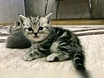Котята  шотландские Кот на вязку
