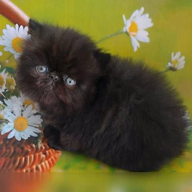 Продам: персидские котята (Вотсапп +79861722996)