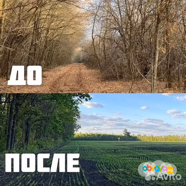 Расчистка территорий от деревьев и пней от 1 Га