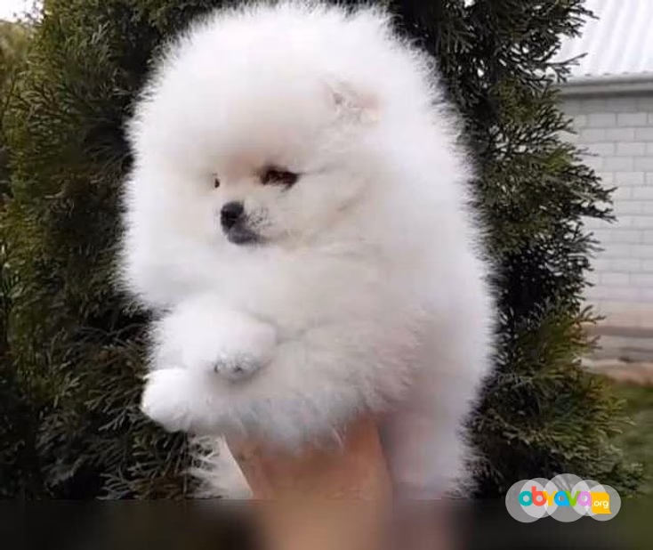 Продам: щенки Шпиц. Щеночки Шпица