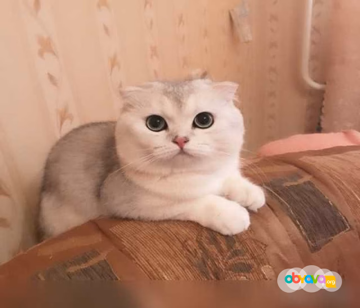 Предложение: вязка с шиншилловым котом в Ярославле