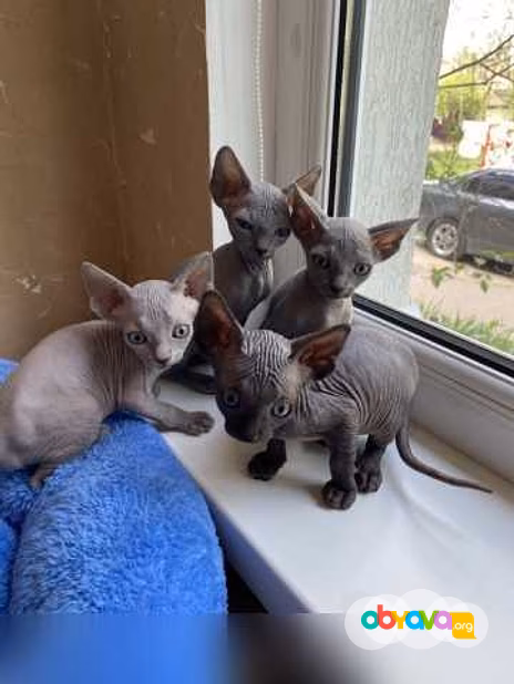 Продам: котята сфинкс (WhatsApp +79861722996)