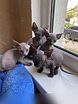 Продам: котята сфинкс (WhatsApp +79861722996)