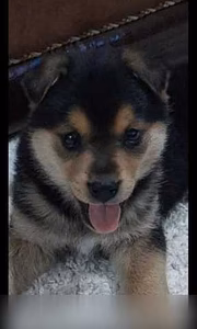 Предложение: отдам в добрые руки щенка в Камышине