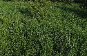 Земельный участок сельхозназначения 118 Га.