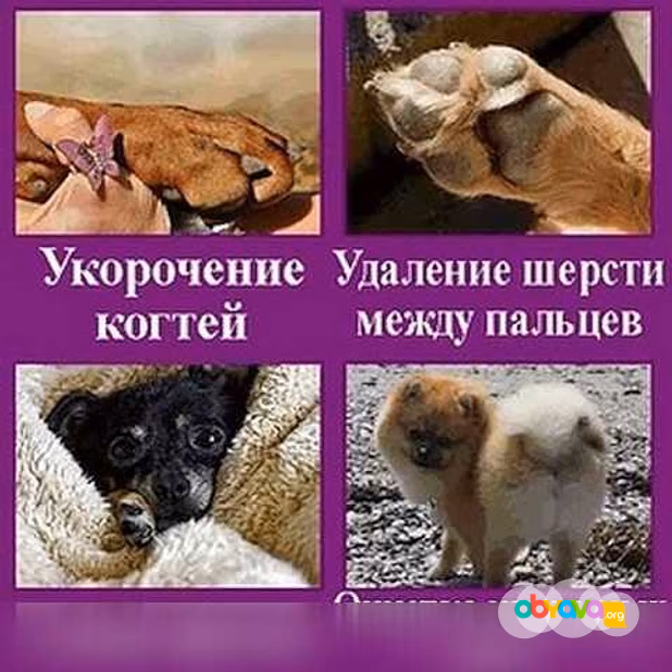 Стрижка собак на дому в Москве