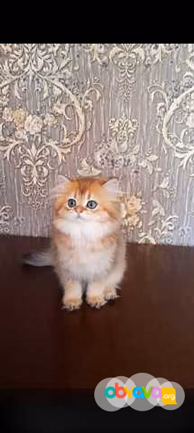 Продам: клубные котята (золотая шиншилла)