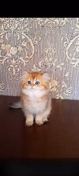 Продам: клубные котята (золотая шиншилла)