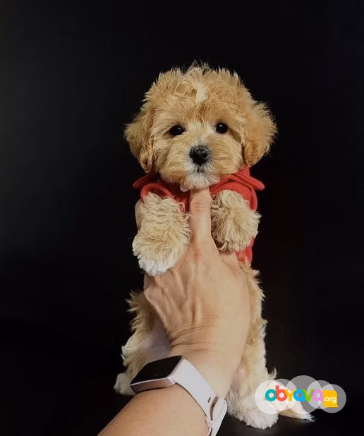продаю щеночков мальтипу❤️🐶