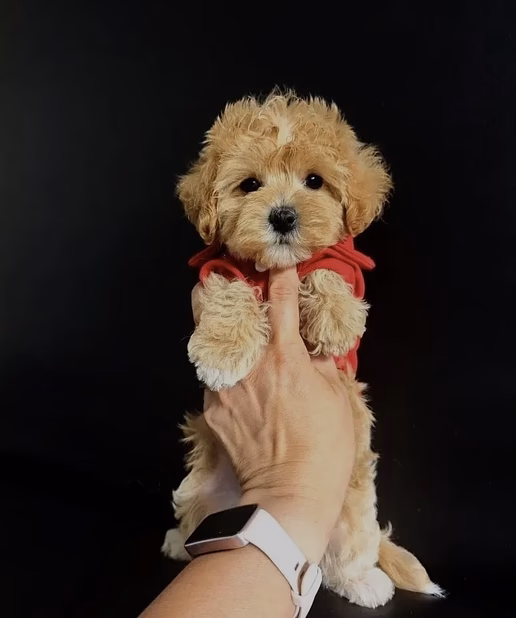 продаю щеночков мальтипу❤️🐶