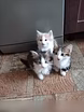 Предложение: котята в Прокопьевске
