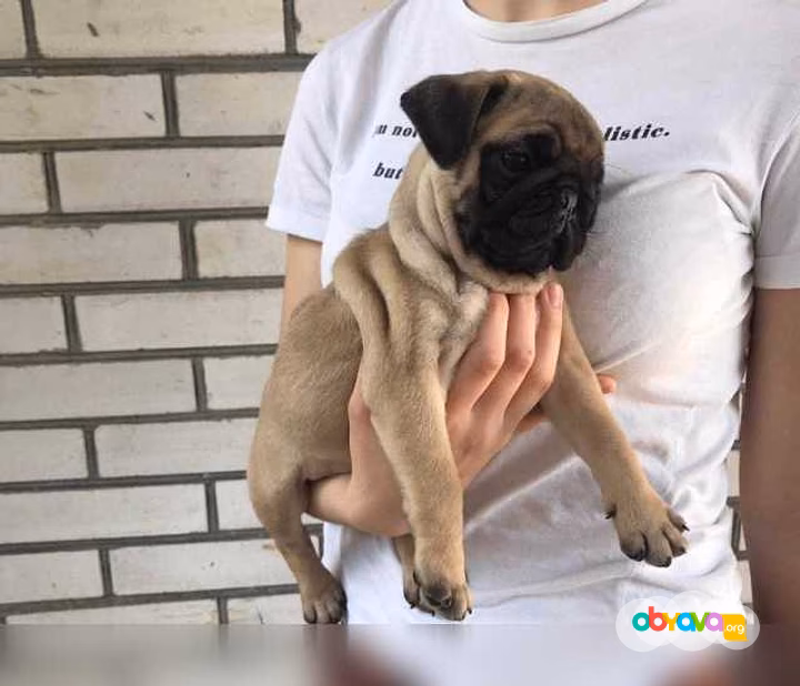 Щеночки Мопса. Мопс. Щенки мопсика