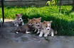 Продам: щеночки Вельш-корги, корги. Вельш Корги