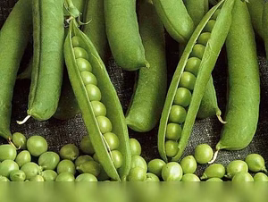 Продам: семена гороха эсо