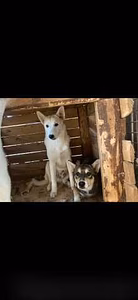 Предложение: отдаю собак в добрые руки в Кирове