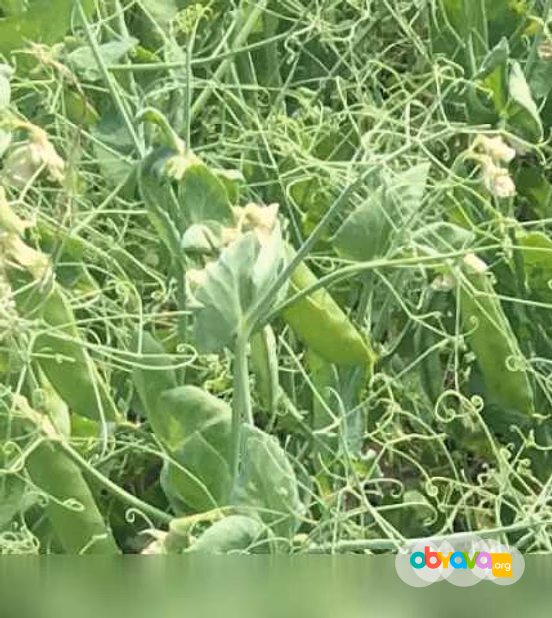 Продам: семена гороха ярового купить Аксайский