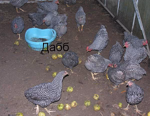 Несушки, цесарки, петухи, гуси
