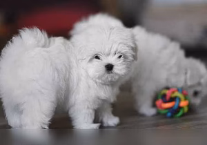 Продам: щенки мальтезе