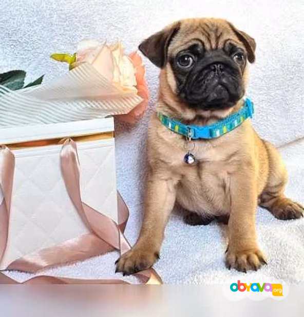 Продам: щенки мопса
