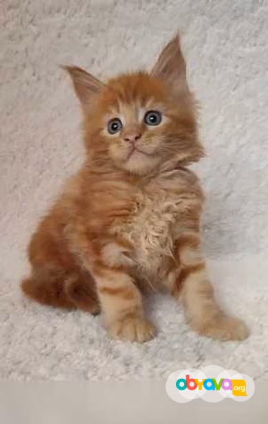Продам: мейн кун котята (Вотсапп 79861722996)