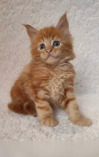Продам: мейн кун котята (Вотсапп 79861722996)