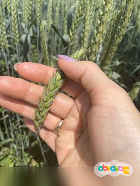 Продам: семена пшеницы озимой купить Акапелла в Ростове-на-Дону