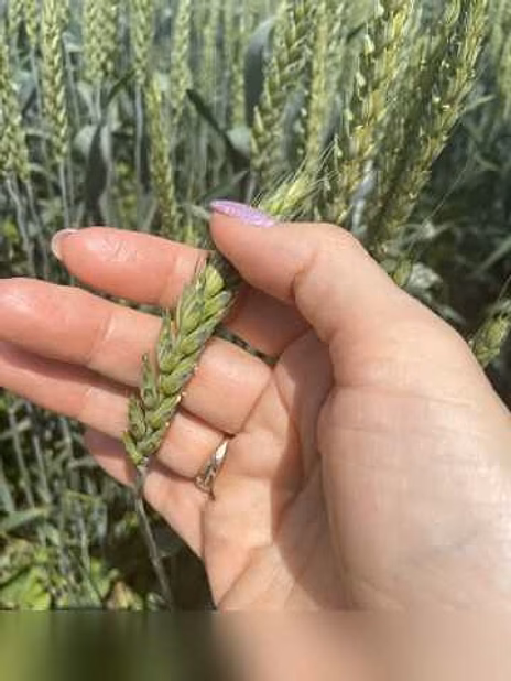 Продам: семена пшеницы озимой купить Акапелла в Ростове-на-Дону
