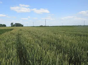 Земельный участок сельхозназначения 6000 Га