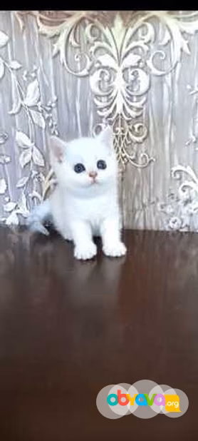 Продам: котята голубоглазая шиншилла