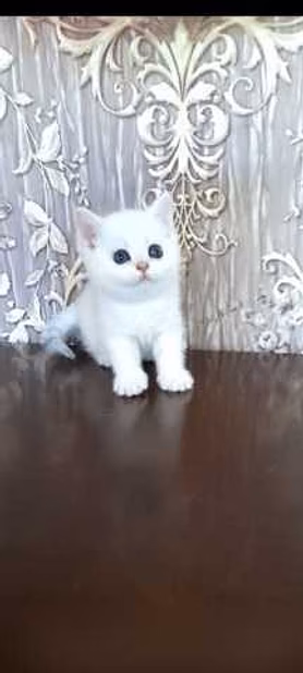 Продам: котята голубоглазая шиншилла