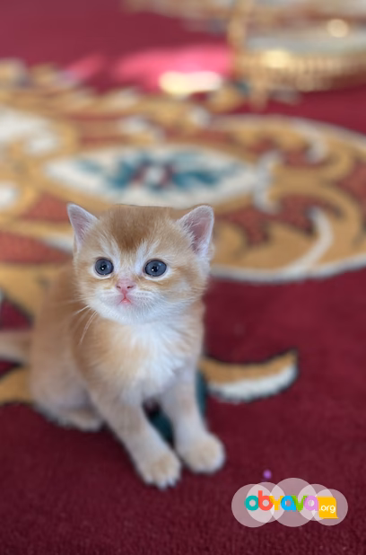 Шотландские вислоухие котята короткошёрстная