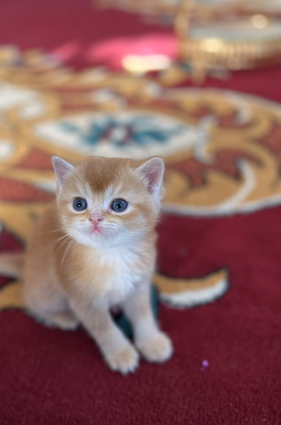 Шотландские вислоухие котята короткошёрстная
