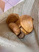 Предложение: хлеб 🍞 на корм в добрые руки! Собачки/З в Красноярске
