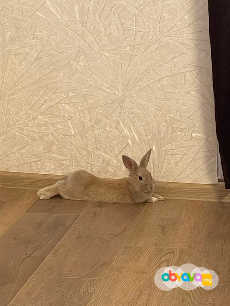 Кролик 