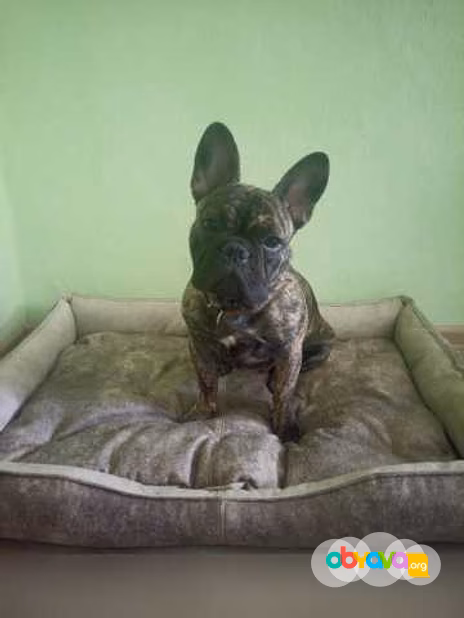 Предложение: лежанки любых размеров в Прокопьевске