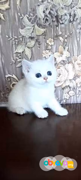Продам: котята голубоглазая шиншилла