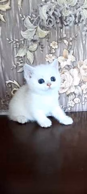 Продам: котята голубоглазая шиншилла
