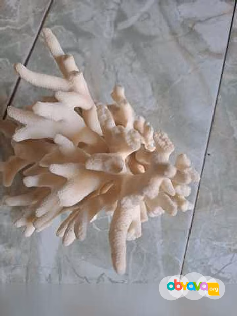 Продам: морской коралл в Ростове-на-Дону