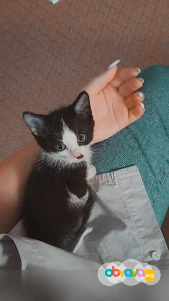 Предложение: отдам малышей в заботливые ручки!♥️ в Ангарске