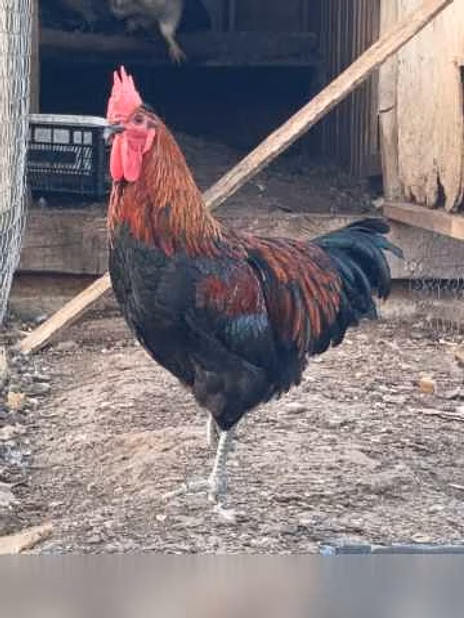 Продам: петухи в Коврове