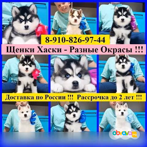 Продам: хаски щенки