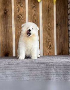 Продам: щенки Самоеда