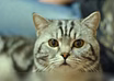 Котята  шотландские Кот на вязку