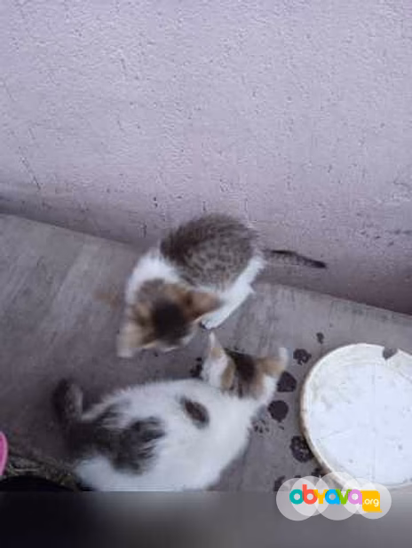 Предложение: котята в дар в Липецке