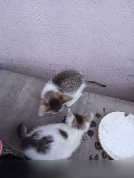 Предложение: котята в дар в Липецке