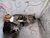 Предложение: кот для души в Комсомольске-на-Амуре