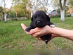Предложение: щенки бесплатно в Краснодаре