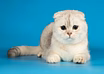 Продам: шотландский вислоухий кот вязка в Костроме
